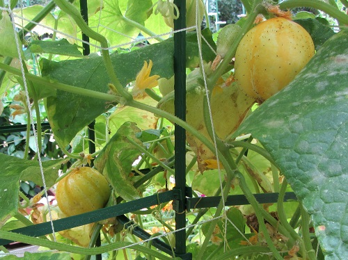 150802 lemon cucumber