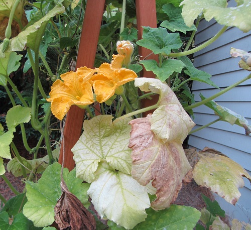 Green leaves, dead leaves, powdery mildew, blooms, and fruit. I've given up trying to "control" it.