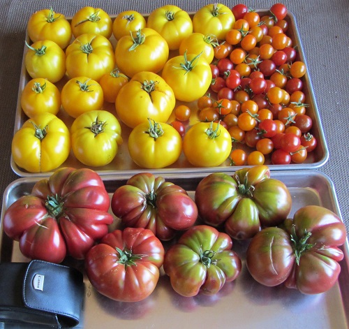 A big day for Taxis and Black Krim. They were both dropping fruit.