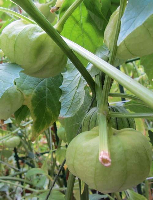 150809  tomatillo