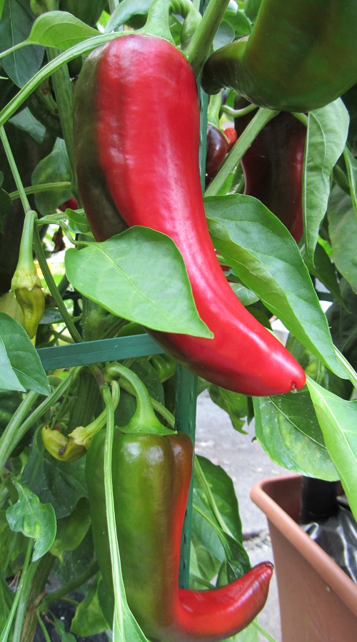 Carmen peppers.