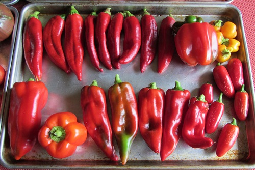 150913 peppers