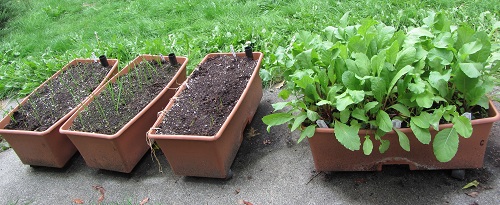 150919 garlic radish