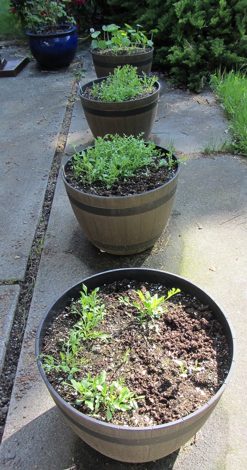 160425 whiskey barrel