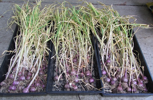 160522 garlic