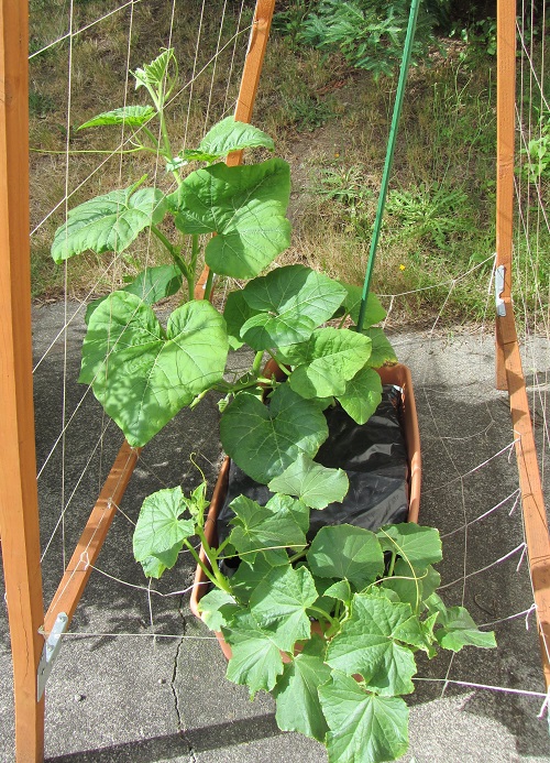 160616 tromboncino lemon cucumber