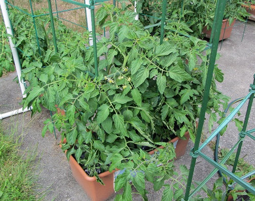 160616 taxi oregon spring