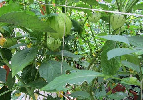 160710 tomatillo closeup