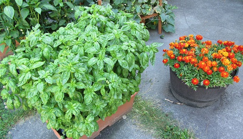 160724 basil and marigold