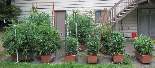 Tomatoes on the left, basil on the right, peppers in the center.