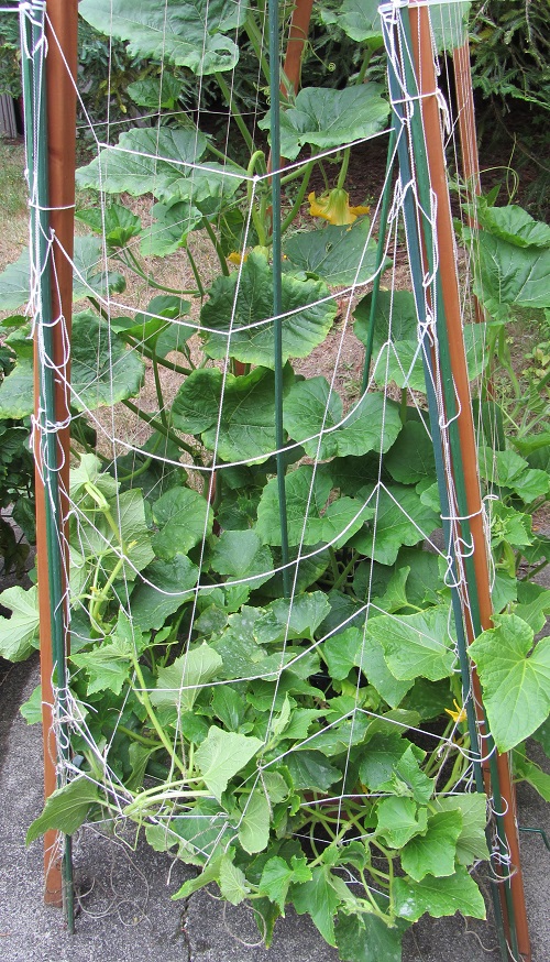 160710 lemon cucumber