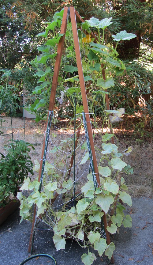 160820 tromboncino and lemon cucumber