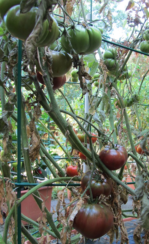 It's a little cramped getting to the Krims, hence the dead leaves hanging around.