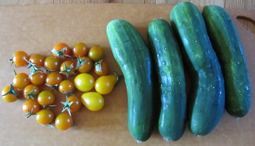 Sun Golds, Yellow Pear, and cucumbers.