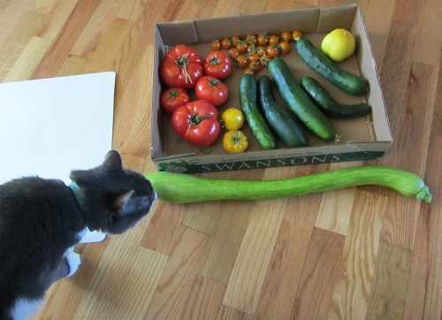 160814 boy cat and harvest