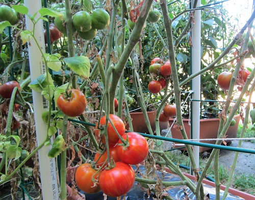 If you look close, there's a Black Krim at the back left of the photo.