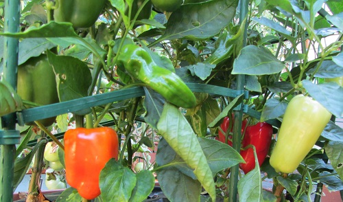 160820 pepper2