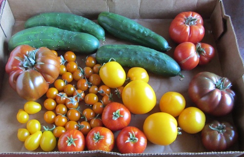 (L-R) Paul Robeson, Sun Gold, Tigerella, Taxi, Oregon Spring, Black Krim.