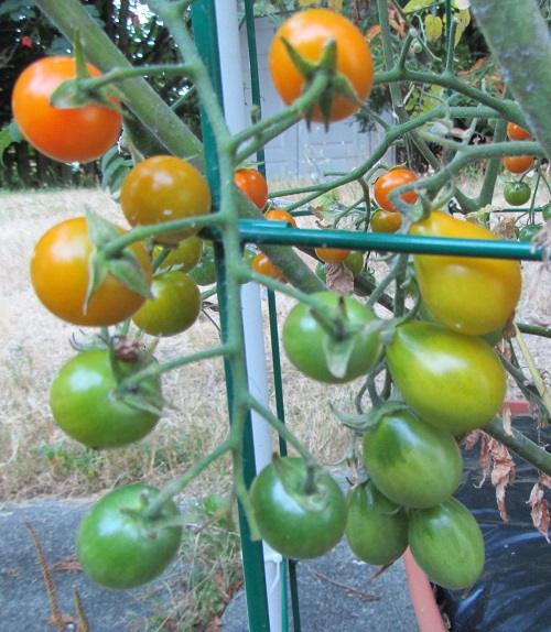 160814 sun gold and yellow pear