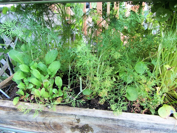 170529 arugula and dill