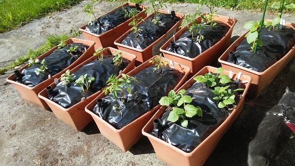 The non-pepper division.