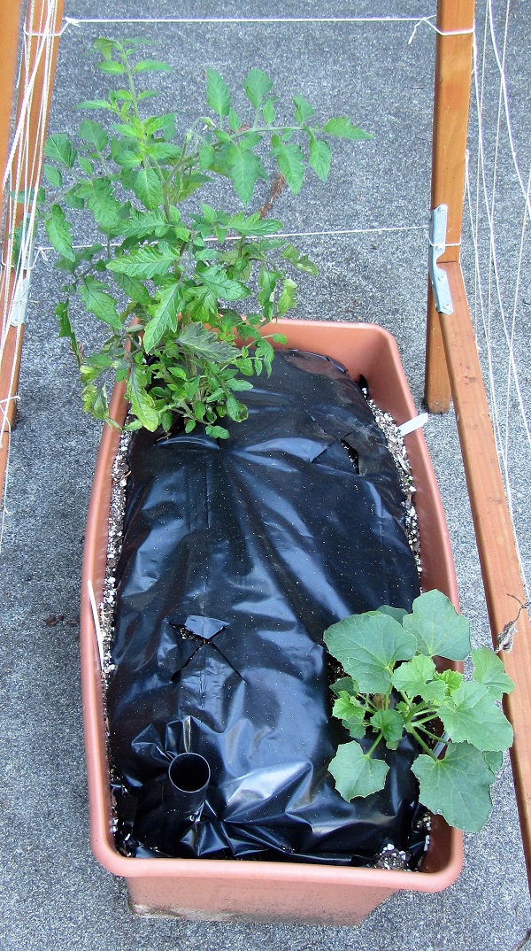 170625 siletz and melon