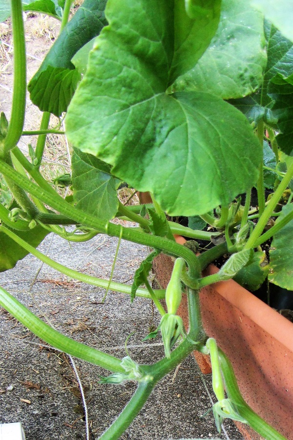 170625 zucchini closeup