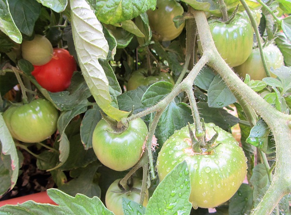 170716 oregon spring