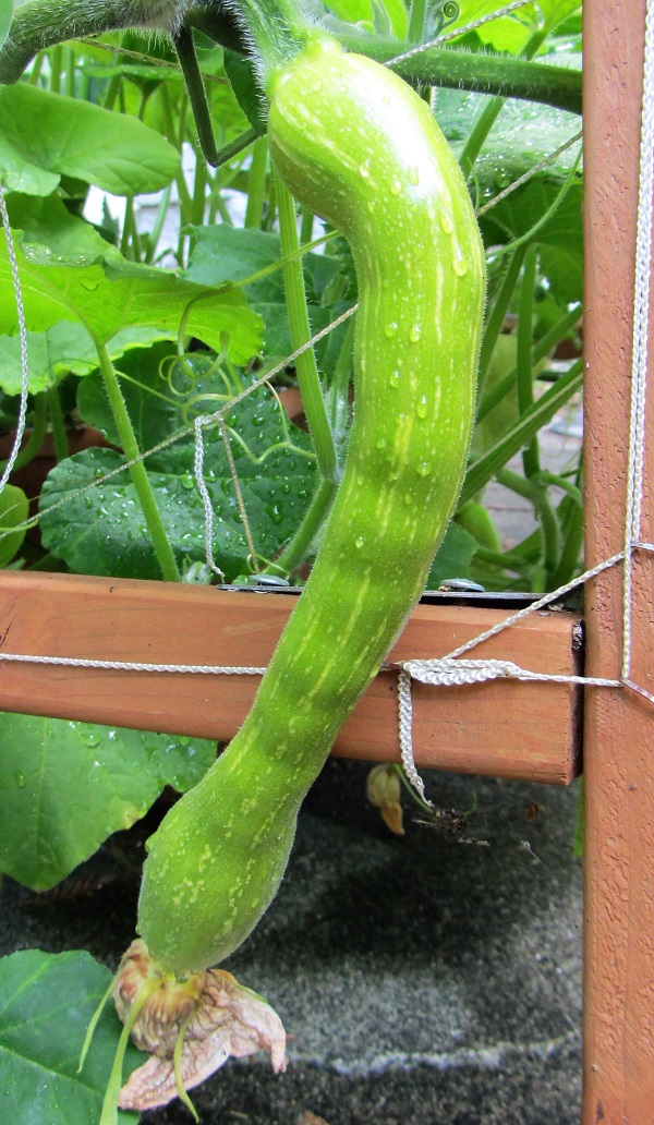 170716 zucchini