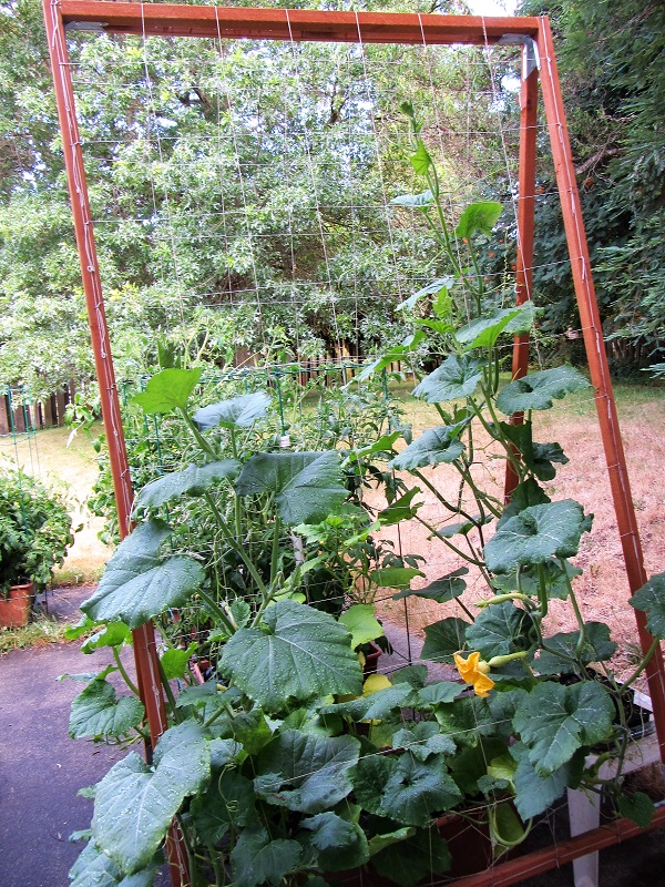 170716 zucchini plant