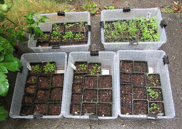 170813 seedlings