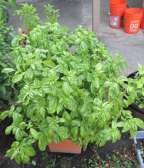 170820 basil 2