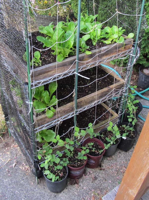 170820 salad table back