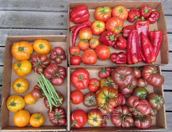 170908 harvest Friday