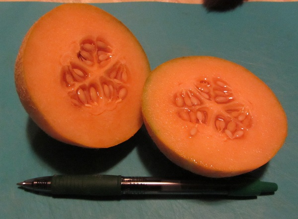 170912 melon