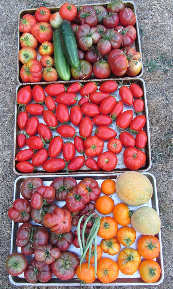 170912 harvest Tuesday