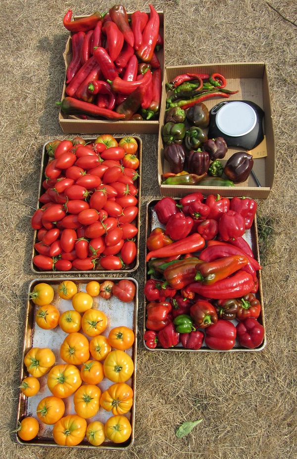 170916 Harvest Saturday