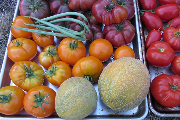 170912 melon close up