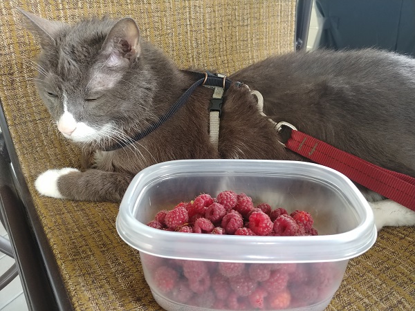 190707 boy cat with raspberries