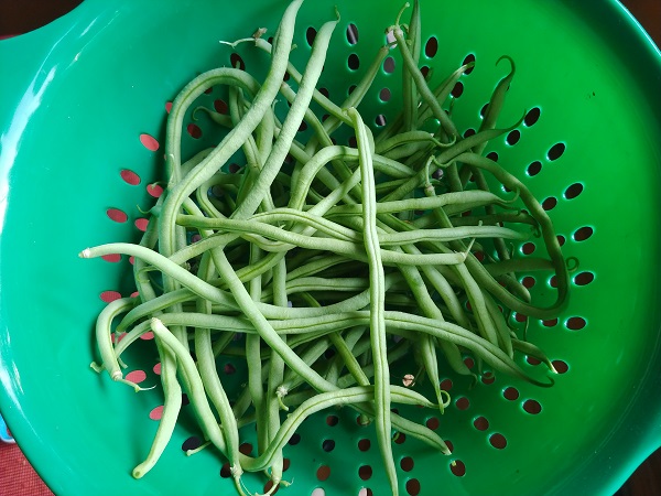 200719 fortex beans