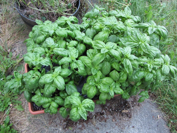 basil