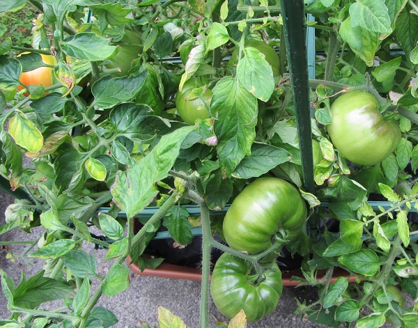 190811 oregon spring