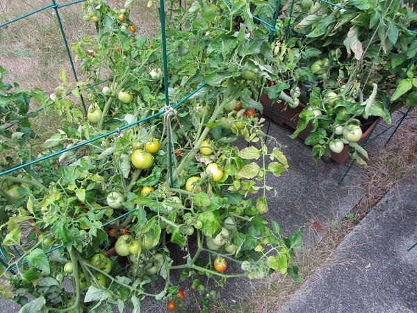 190811 taxi oregon cherry roma